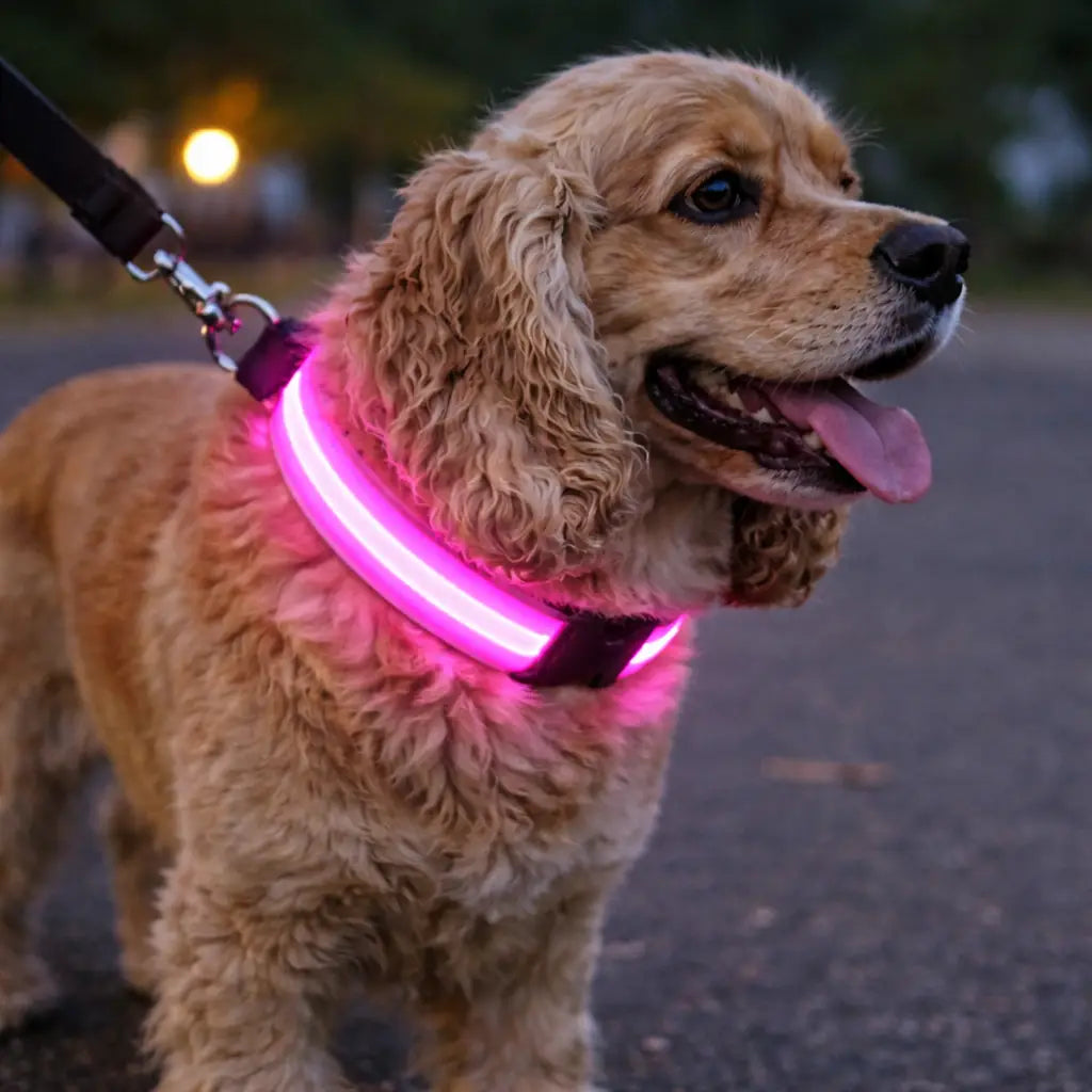 GlowTrack Collar