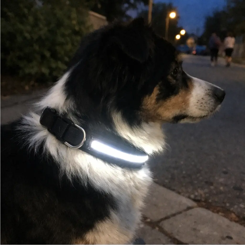 GlowTrack Collar